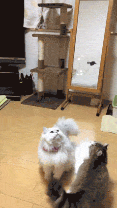 动物 小猫 搞笑 厉害 特技 接泡泡