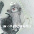 我不听我已经死掉了 猫咪 躺着 闭眼 光圈