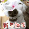 新年 狗 soogif