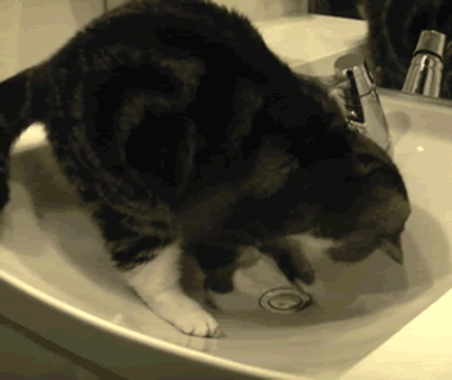 猫 洗手台 刨洞 洗手