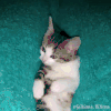 猫 可爱 萌 舔毛