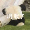 萌宠 熊猫 啊 栽了 呆萌 可爱