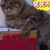 死死不放 猫咪 按住 可爱