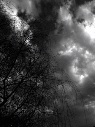 树 大自然 黑白 天空