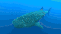 海底世界 鲸鲨 游泳