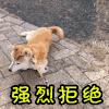 拒绝 强烈拒绝 柯基