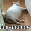 萌宠 喵星人 安静一点好吗 你吵到我睡觉了 可爱 憨憨