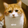萌宠 猫星人 喵 呆萌 可爱