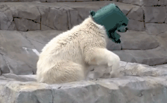 动物园  北极熊  戴绿帽  搞笑
