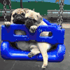 哈巴狗 pug 荡秋千 萌