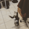 动物 猫咪 可爱 呆萌 花纹 走红 网络