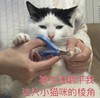 萌宠 猫星人 被生活磨平了棱角 无奈 呆萌 可爱