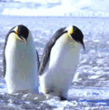 企鹅 企鹅 天空 可爱