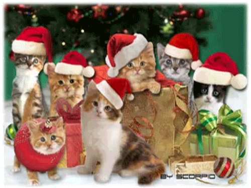 圣诞 猫咪 可爱