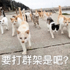 萌宠 猫 喵星人 打架 生气
