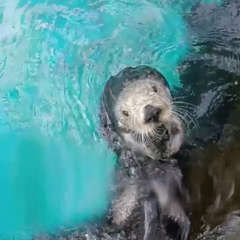 水獭 otter