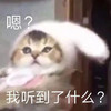萌宠 猫星人 嗯 我听到了什么 呆萌 可爱