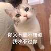 萌宠 猫星人 你又不是不知道我吵不过你 无奈 呆萌 可爱