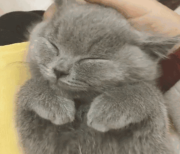 猫星人 可爱 呆萌 逗 表情