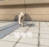 萌宠 汪星人 等等我 我来了 搞怪 逗