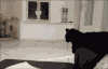 -.- 宠物 搞笑 萌 gif