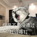 社会 毒打 猫