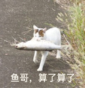 猫咪 小鱼 鱼哥 算了算了