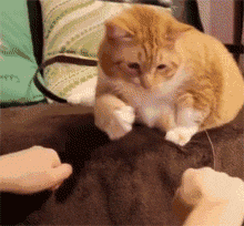 猫咪萌宠可爱喵星人gif动图_动态图_表情包下载_soogif