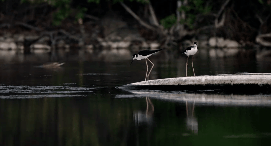ST.&JOHN&U.S.&VIRGIN&ISLANDS&in&4K 动物 湖面 纪录片 维尔京群岛 美国 鸟类