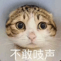 不敢吱声 猫