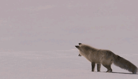 雪 动物 狐狸 失败 冬天 跳 孔