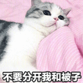 分开 被子 猫 床