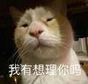萌宠 喵星人 我有想理你吗 高冷 呆萌 可爱