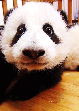 熊猫 地板 眼镜 可爱