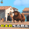 公牛历险记 公牛 赶来的吃瓜群众 soogif soogif出品