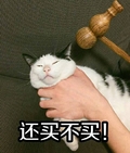 猫咪 手指 锤子 还买不买