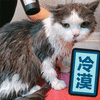 猫 冷漠 搞怪 逗