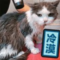 猫 冷漠