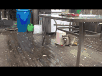 浣熊 raccoon