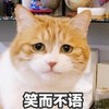萌宠 猫星人 笑而不语 偷笑 搞怪 逗