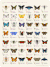 蝴蝶效应 蝴蝶 设计
The+Butterfly+Effect