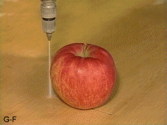 苹果 apple food 切割