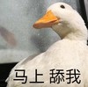 萌宠 大鹅 马上 舔我 搞怪 呆萌