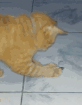 喵星人 猫 宠物 可爱 萌 老鼠 蠢
