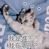萌宠 猫咪 猫 我是谁 我在哪 蒙圈