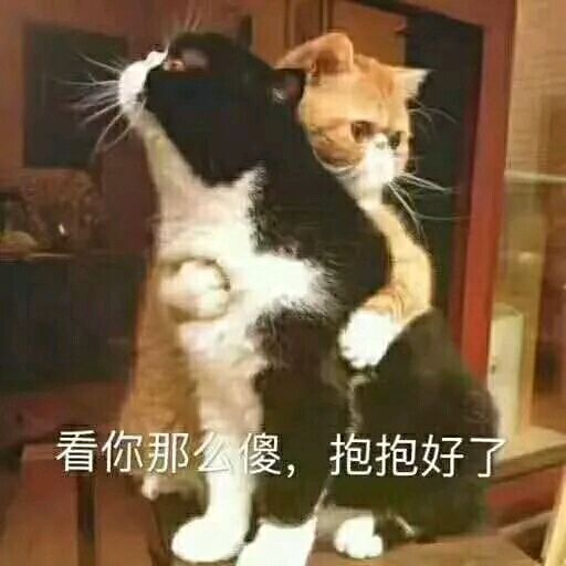 看你那么傻，抱抱好了 两只猫咪 拥抱 可爱