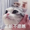 萌宠 猫星人 正眼不愿瞧 嫌弃 搞怪 逗