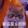 萌宠 猫星人 被迫营业的我 无奈 呆萌 可爱