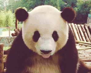 熊猫 可爱 国宝 伸舌头