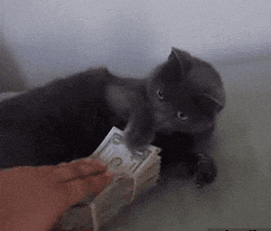 猫咪 钞票 财迷 咸猪手拿走